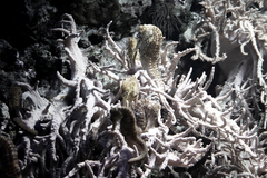 Killikus&reg; Fotographie